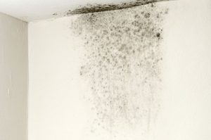 Mold on Ceiling